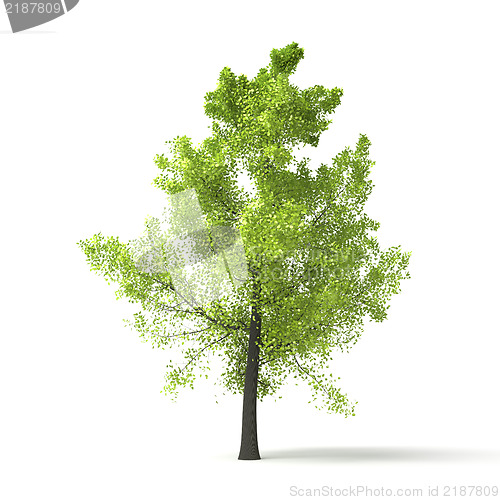 Image of green tree