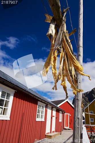 Image of Stock fish on Lofoten