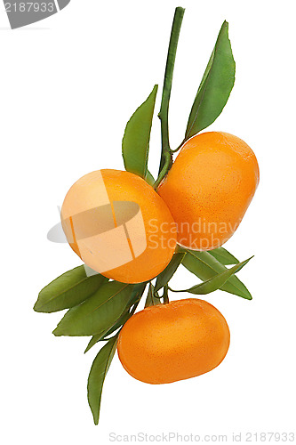 Image of Fresh ripe tangerines with green leaves isolated on white backgr