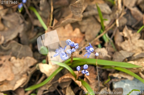 Image of Scilla