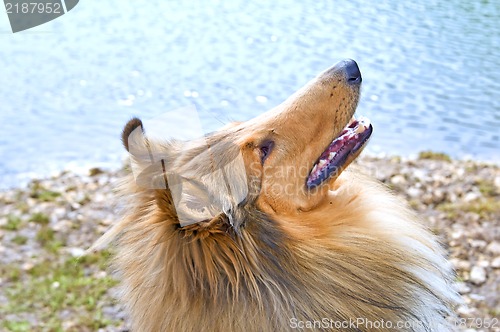 Image of Collie