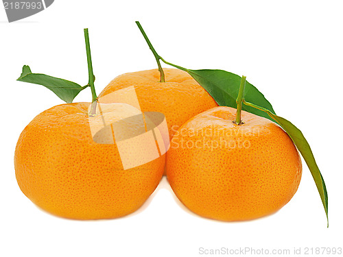 Image of Fresh ripe tangerines with green leaves isolated on white backgr