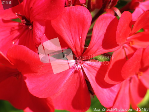 Image of Red blossoms attack