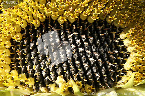 Image of Sunflower seeds