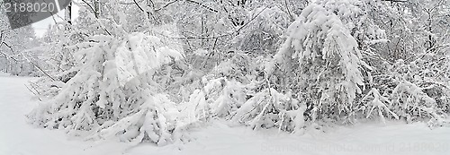 Image of Winter landscape panorama