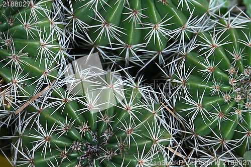 Image of Cactus background