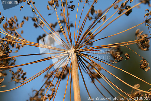 Image of Dill flower