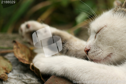 Image of Sleeping cat