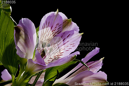 Image of Flowers