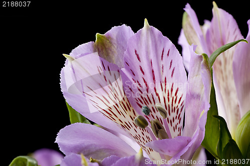 Image of Flowers