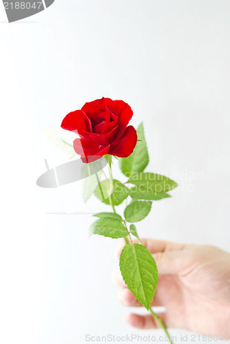 Image of Red Rose in the Hand