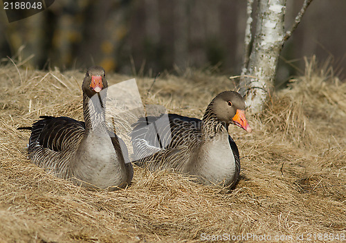 Image of Greylag Goose