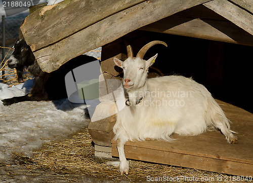 Image of Goat