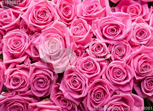 Image of roses background