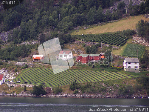 Image of strawberry fields