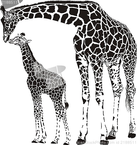 Image of Family of giraffes
