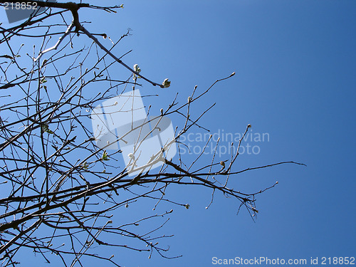 Image of Tree Branches