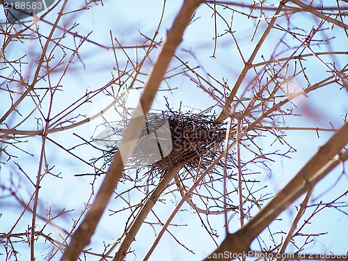 Image of Birds nest in tree