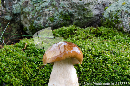 Image of beautiful penny bun boletus edulis cep mushroom 