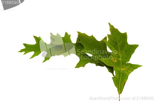 Image of bright green decorative oak leaves semicircle  