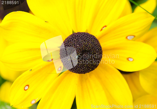 Image of closeup macro rudbeckia flower bloom small bug sit 