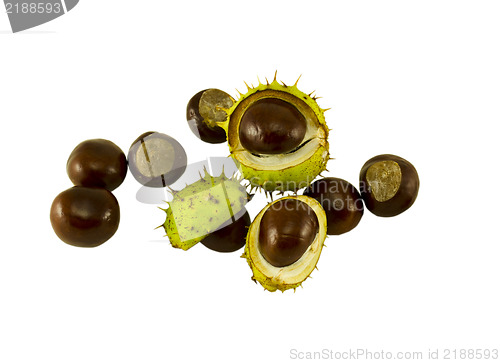 Image of chestnut composition and three chestnuts in shell  