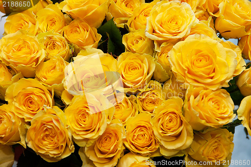 Image of roses background