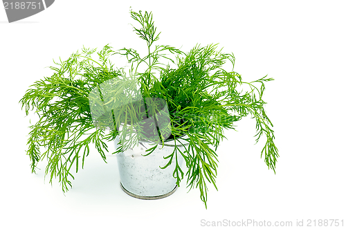 Image of Dill in Tin Bucket