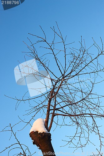 Image of Young cherry tree branches in winter