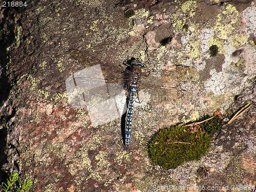 Image of blue dragonfly