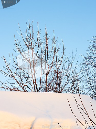Image of Tree branches in winter