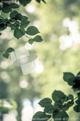 Image of some fresh green leaves 