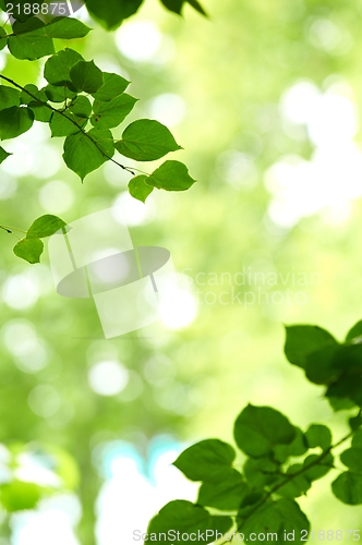 Image of some fresh green leaves 