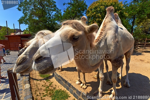 Image of Funny camel in the zoo