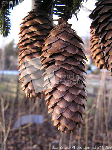 Image of cones,kongler
