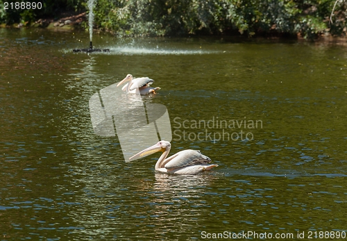 Image of Bird with big peak on the water