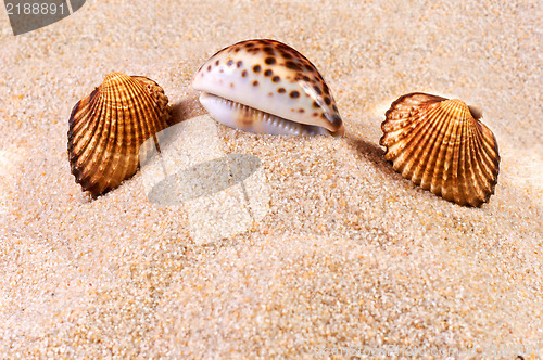 Image of Sea shell in soft sand