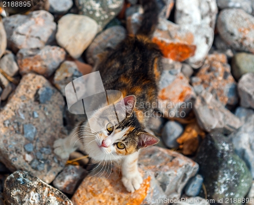 Image of Cat outdoors