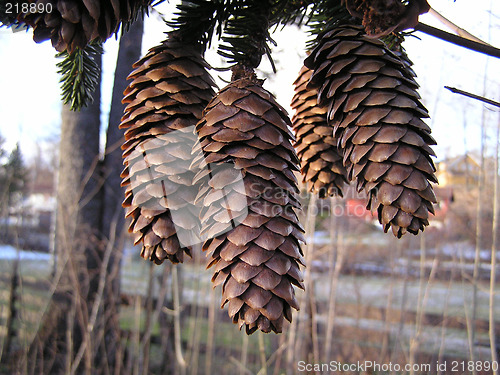 Image of cones,kongler