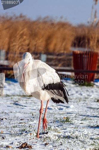 Image of Stork at winter