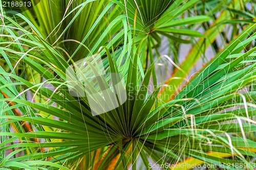 Image of Closeup photo of a palm tree