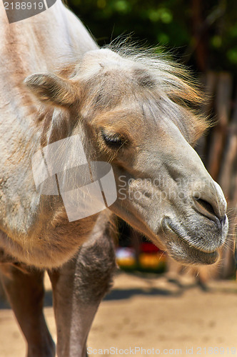 Image of Funny camel in the zoo closeup photo