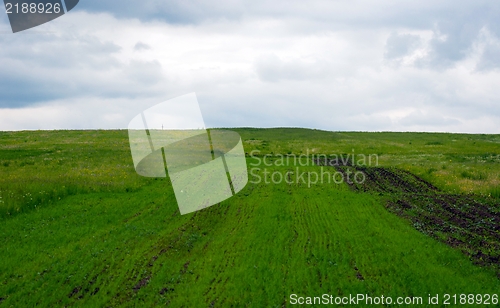 Image of Green fields with green grass