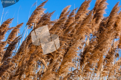 Image of Reed in the wind