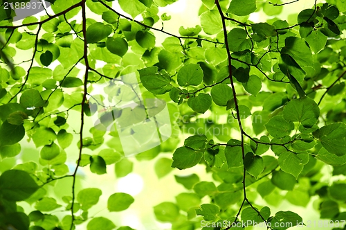 Image of Green leaves on blurry background