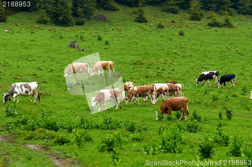 Image of Some cows at the mountains