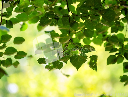 Image of some fresh green leaves 