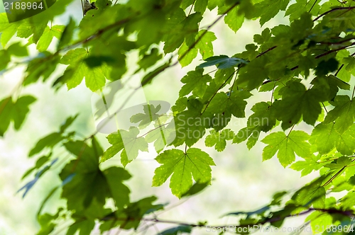 Image of some fresh green leaves 