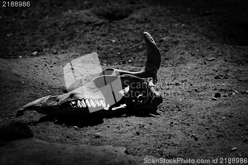 Image of Remains of a dead animal in the sand