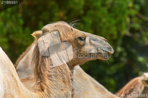 Image of Funny camel in the zoo closeup photo